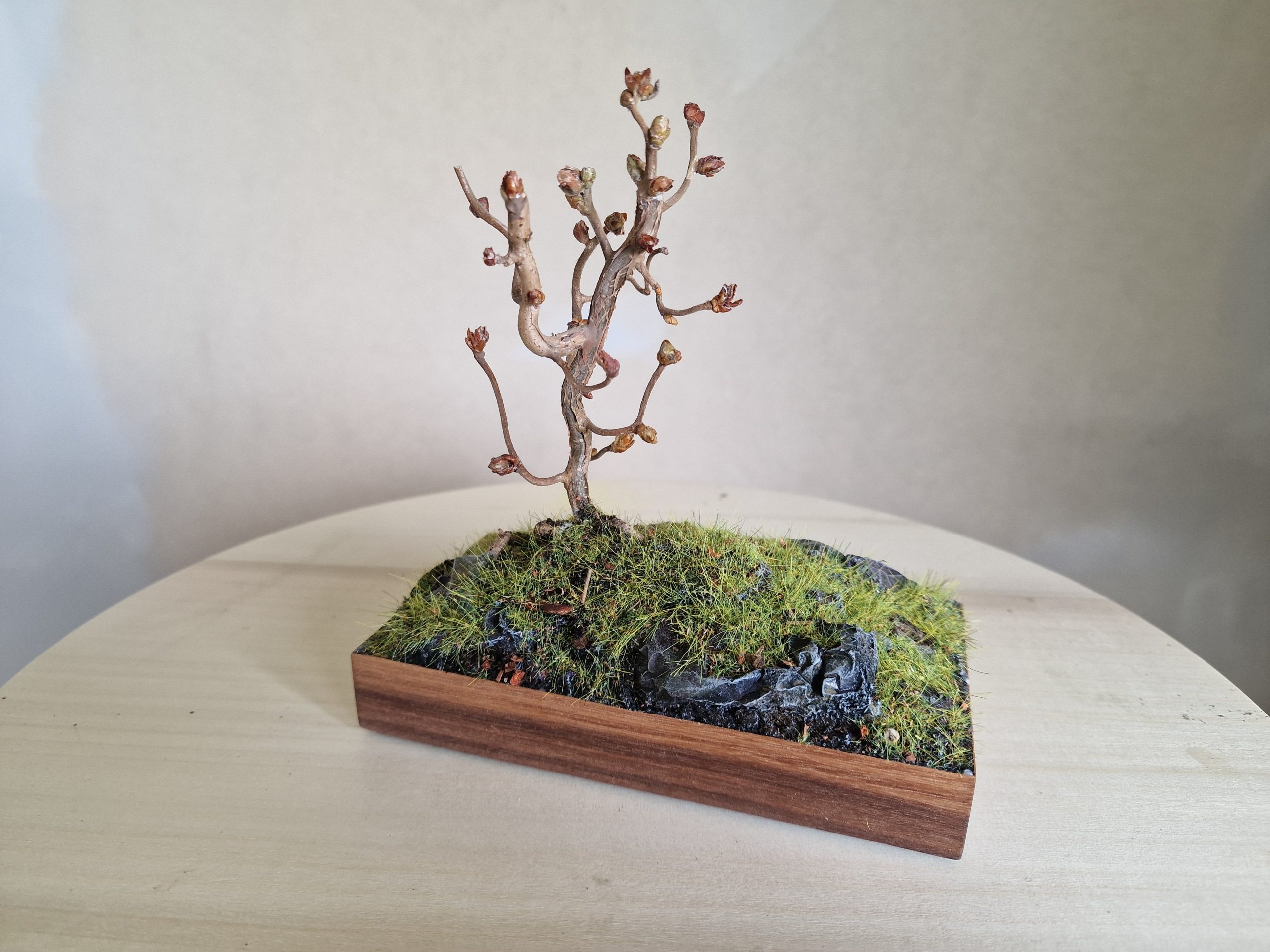 Corkscrew hazel diorama